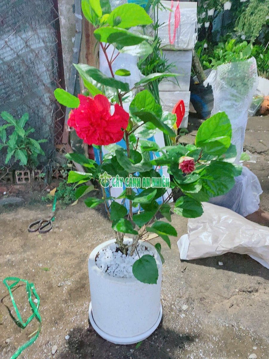 Dâm Bụt Cánh Kép Kèm Chậu Đá Mài