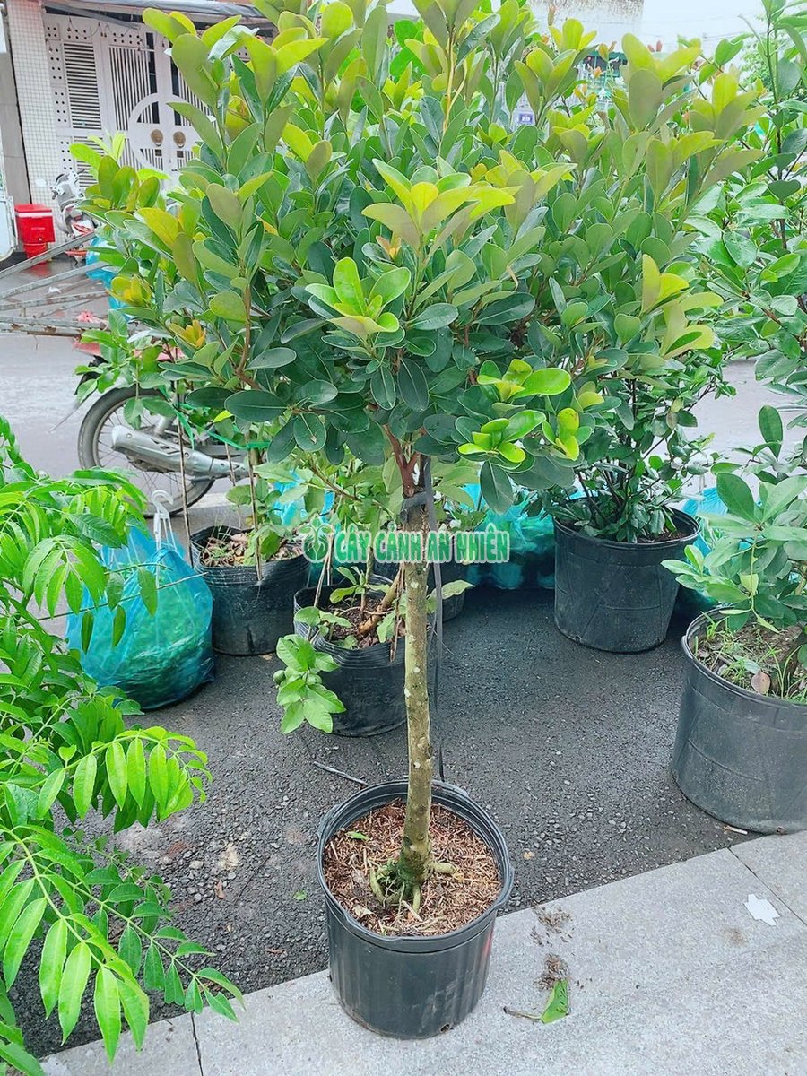 Mai Thái Đỏ 1m5