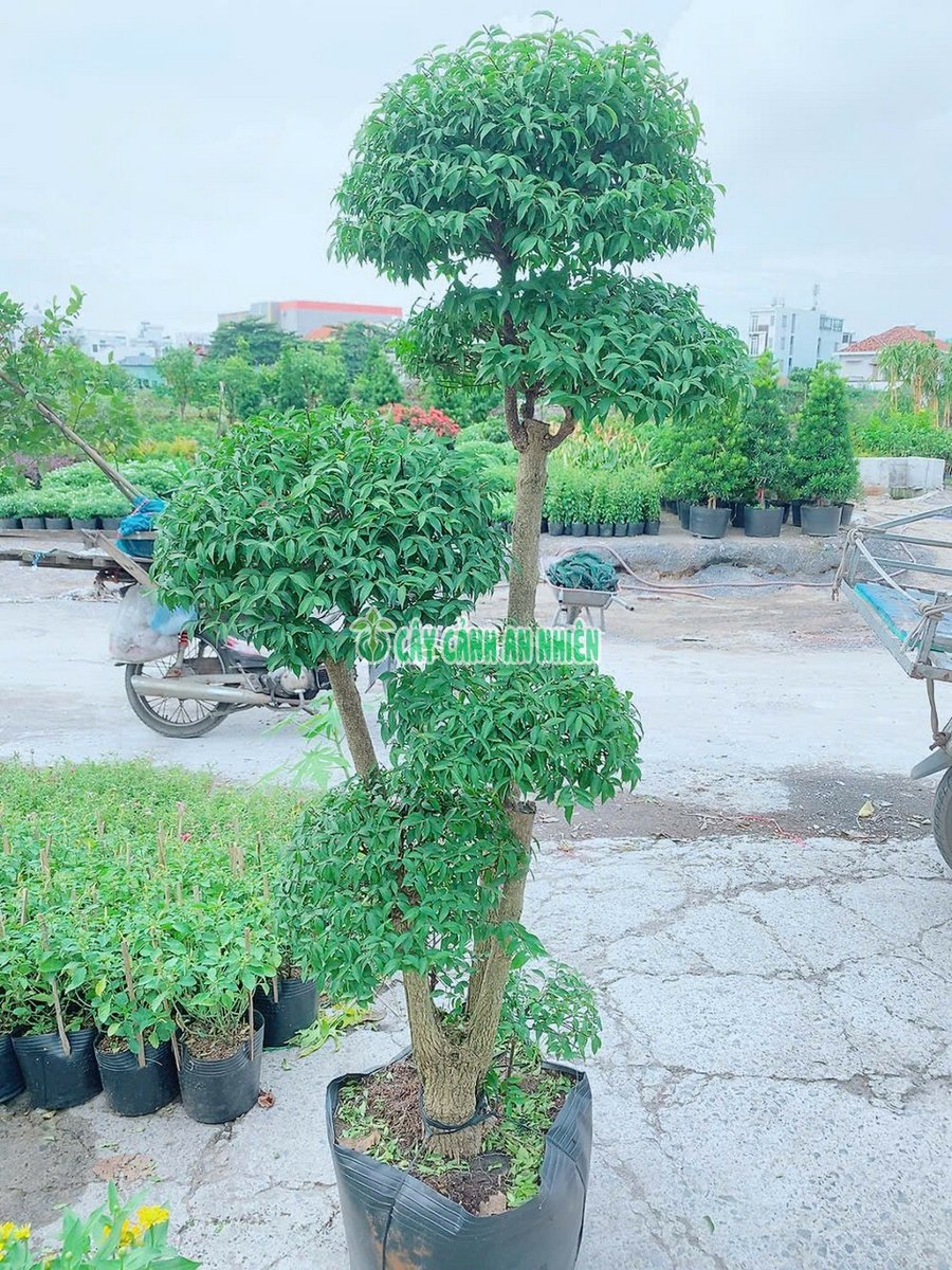 Mai Chiếu Thủy Bonsai 1m8