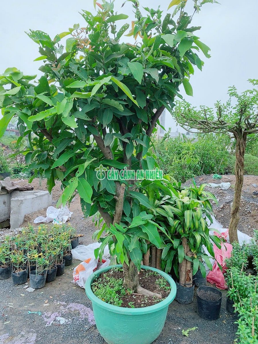 Cây Mận An Phước Cao 3m