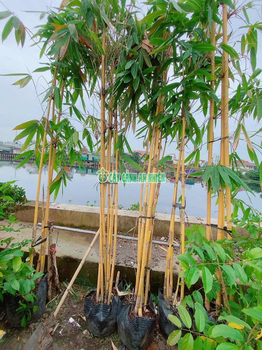Cây Tre Vàng Hoàng Kim 3M