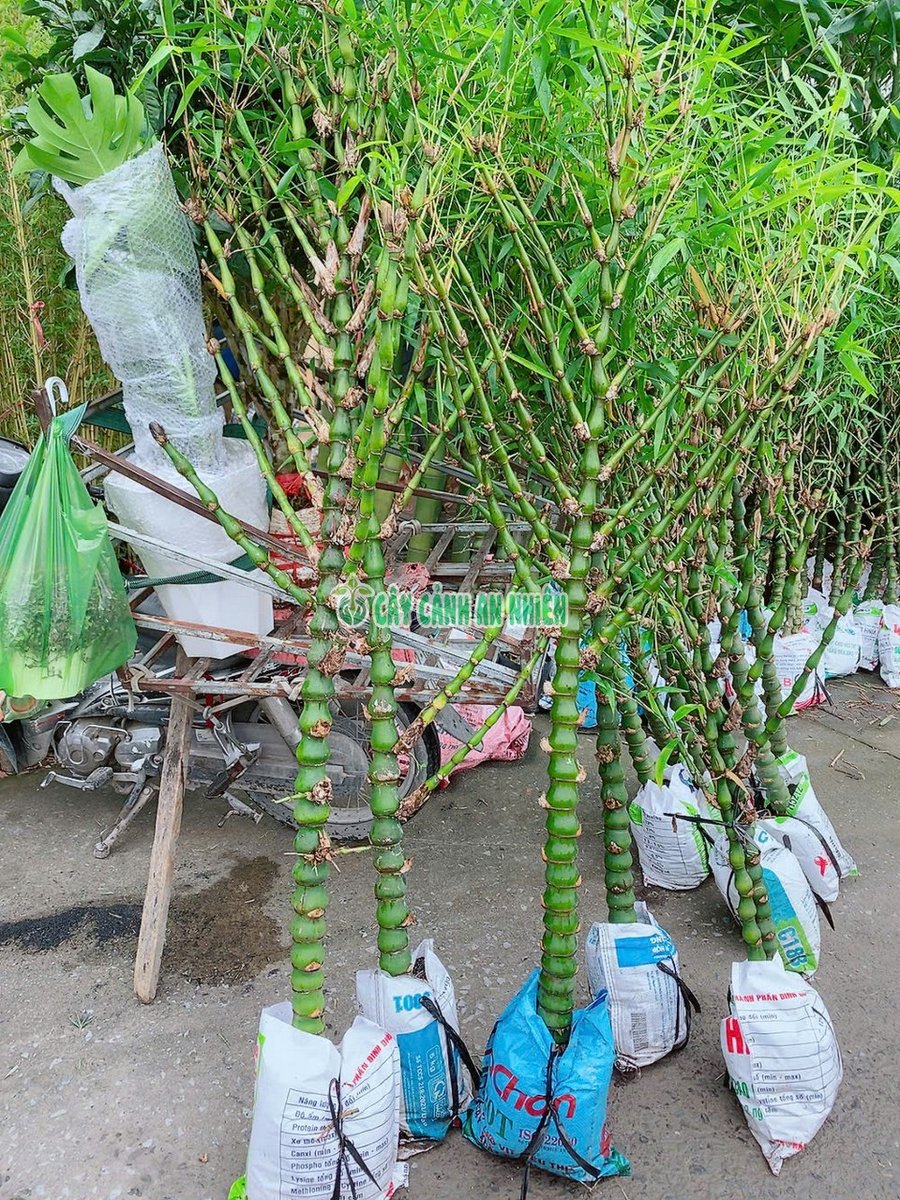 Trúc Quan Âm 1 Cốt