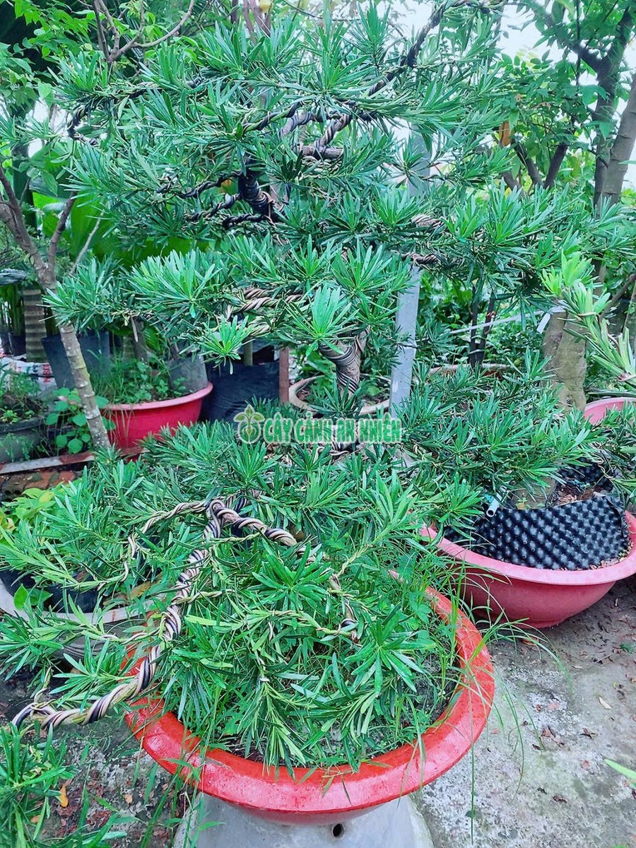 Tùng Vạn Niên Bonsai Ca 1m-1m3