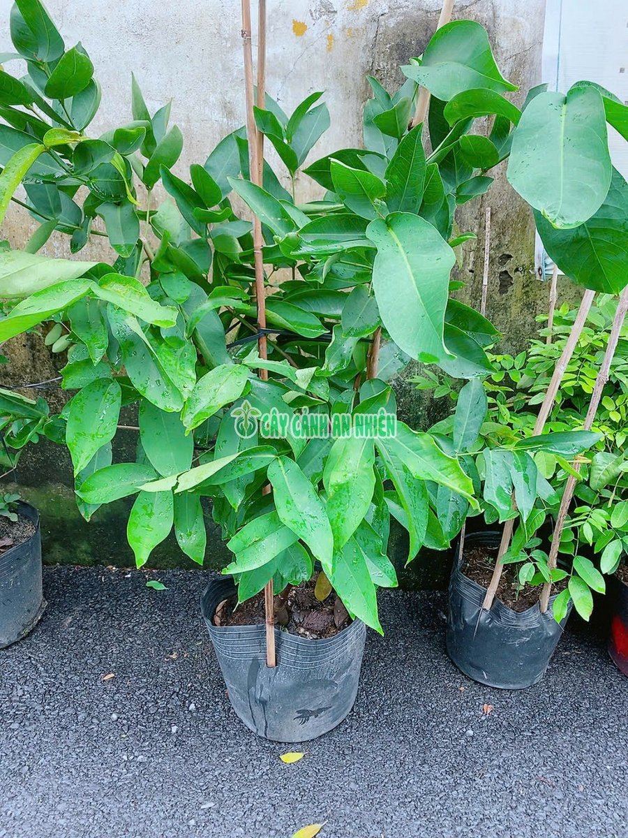 Cây Mận Xanh Đường Sóc Trăng