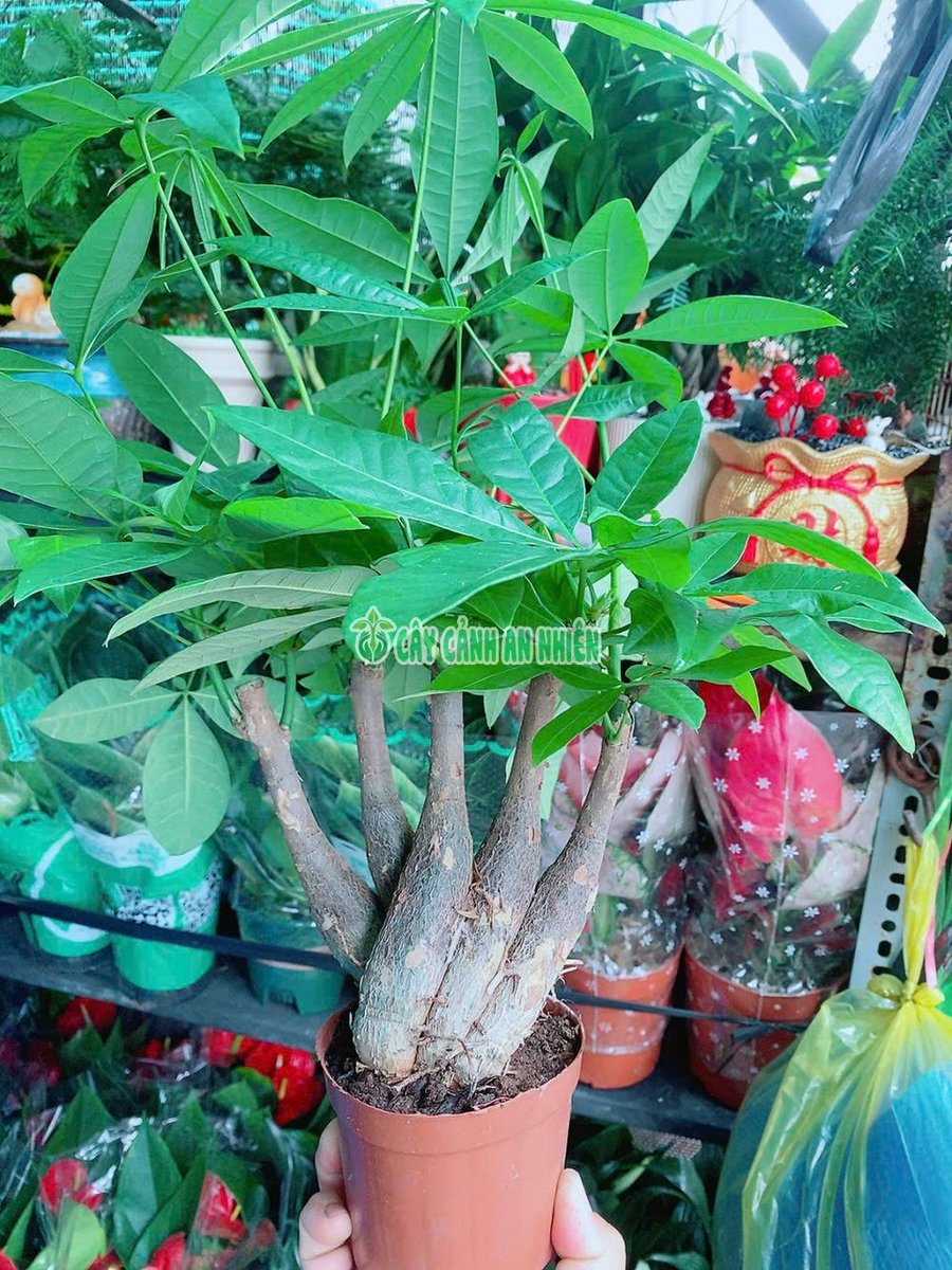 Kim Ngân 5 Thân Bàn Tay Phật