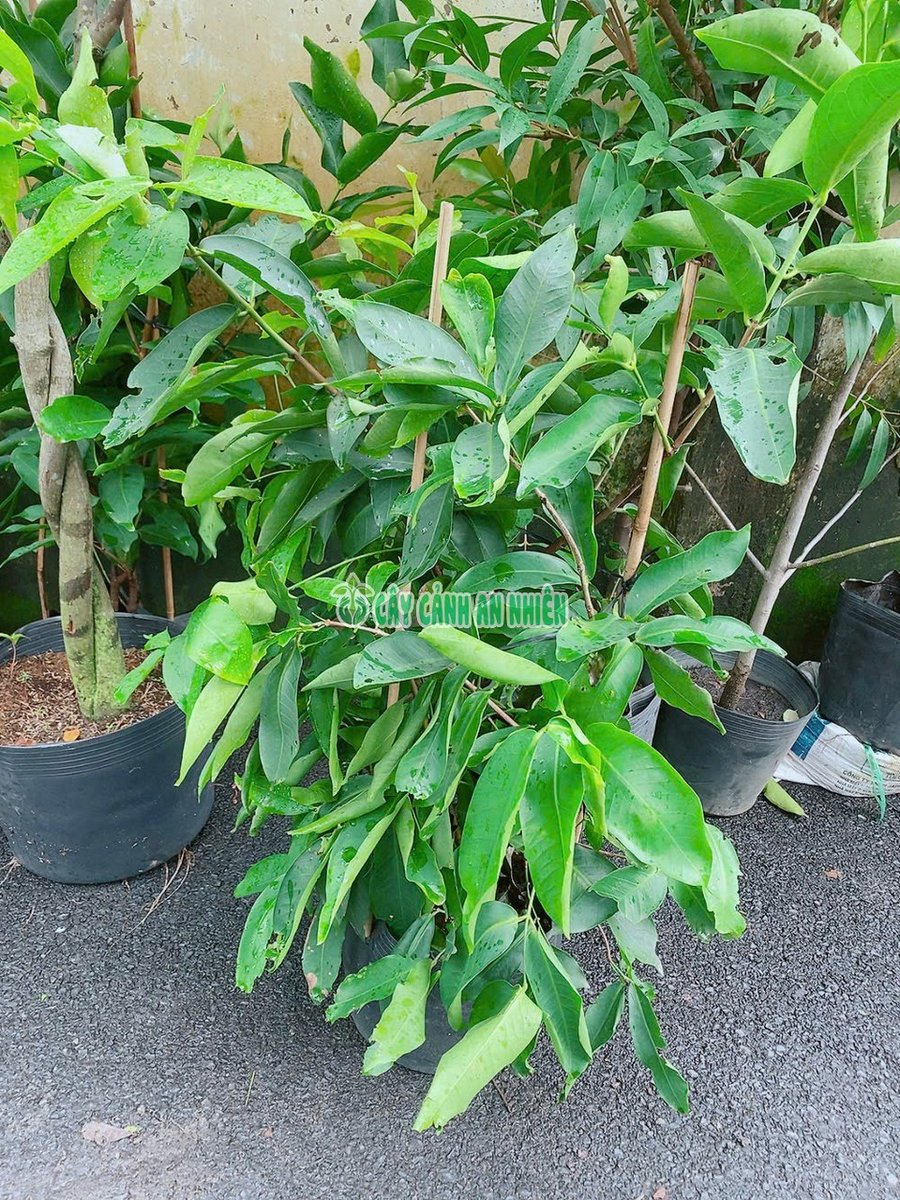 Mận Xanh Đường Thái