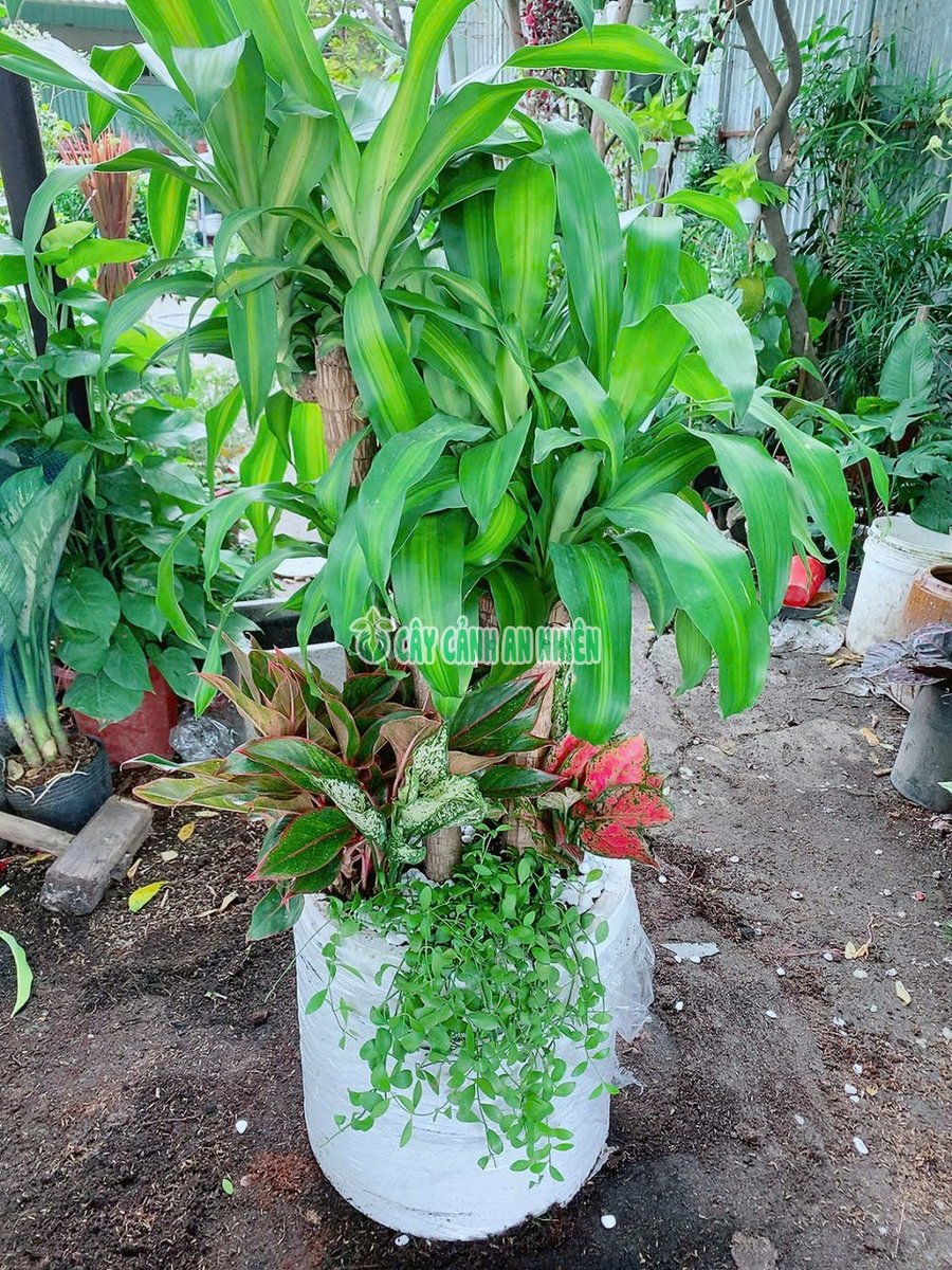 Chậu Thiết Mộc Lan Tiểu Cảnh 1m4