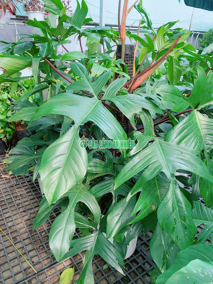 Trầu Bà Én Leo 1m2 Tàn 1m2