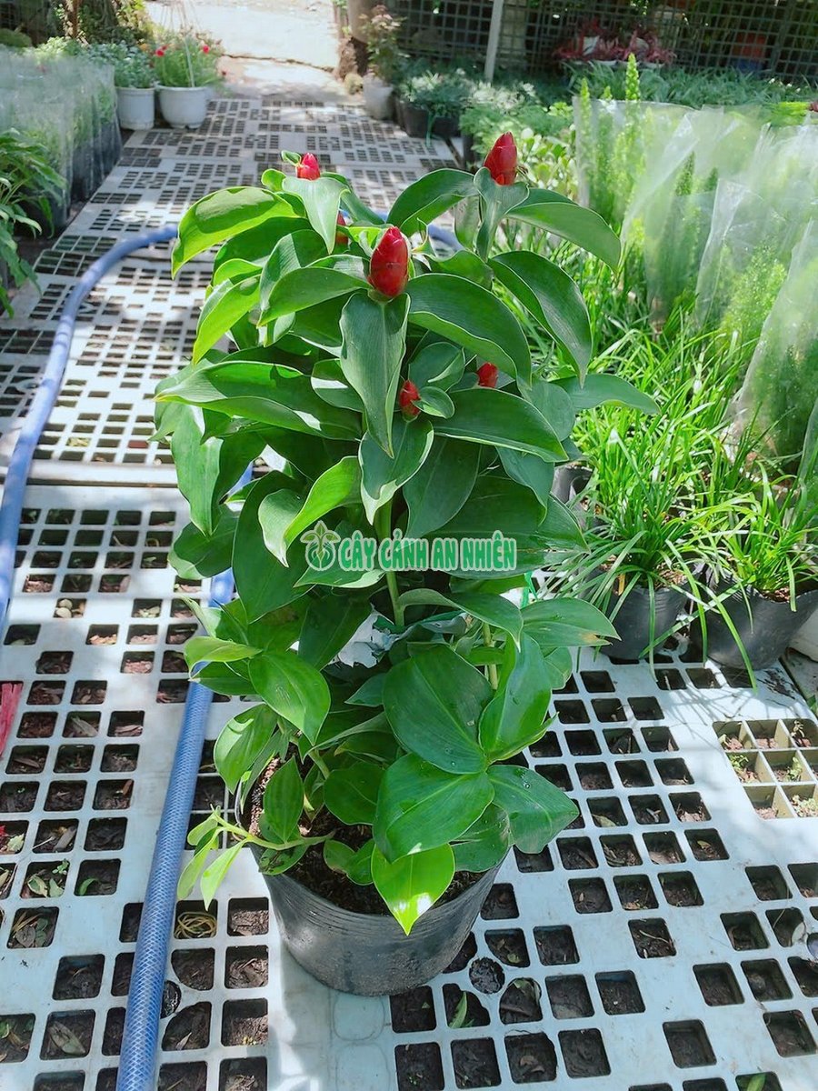Cây Phúc Lộc Thọ