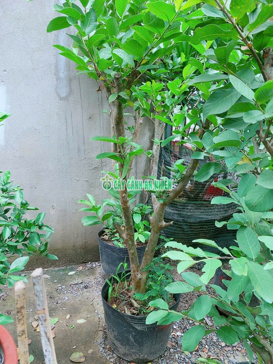 Cây Ổi Lê Gốc Lớn Cao 1m8