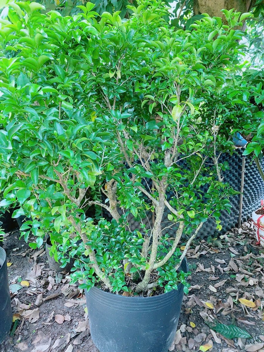 Nguyệt Quế Lớn Gốc To 1m2
