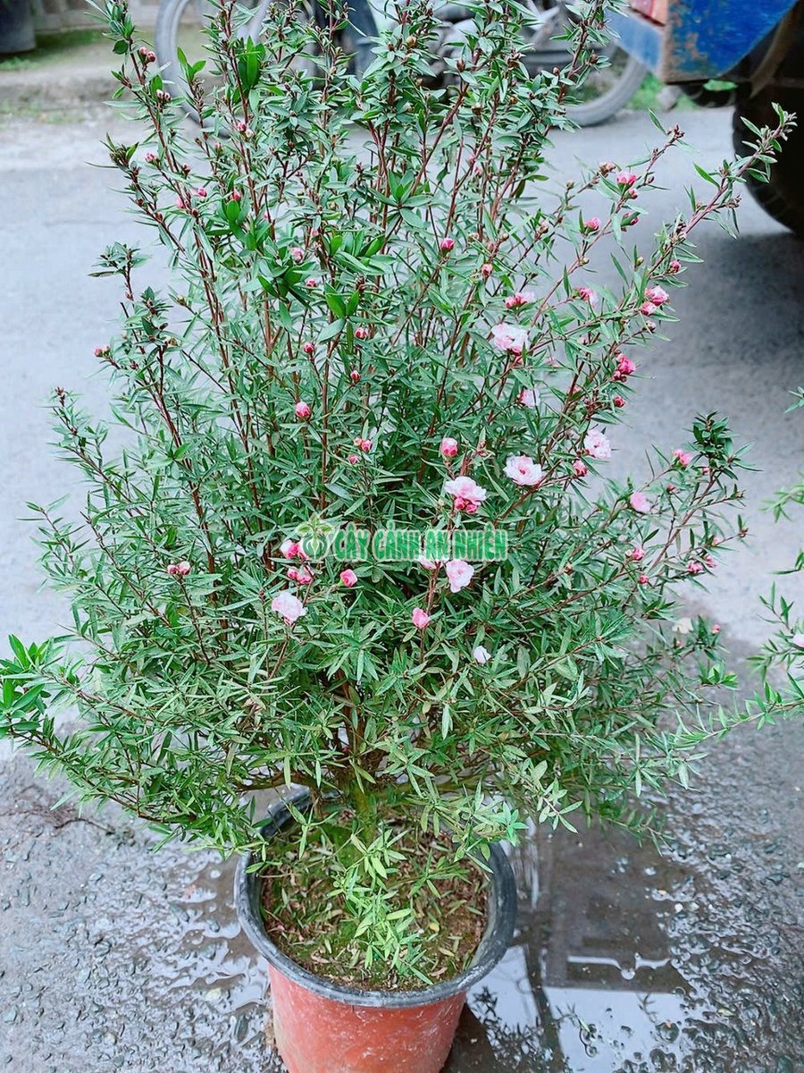Nhất Chi Mai Cao 50-60cm
