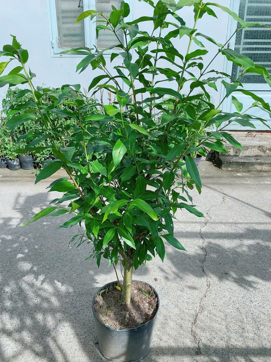 Cây Lá Vối Gốc Lớn Cây Cao 1m2