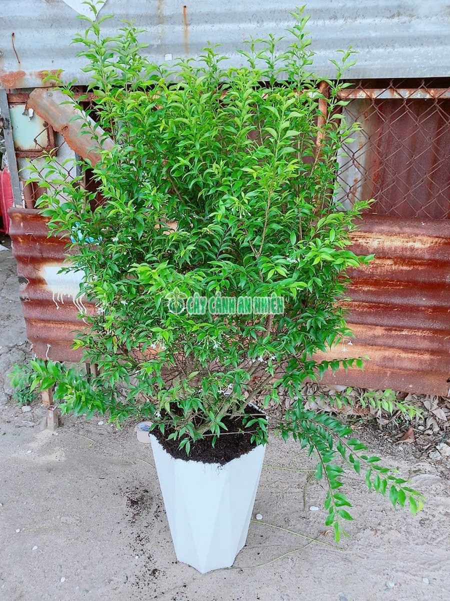 Mai Chiếu Thủy Kèm Chậu Nhựa 1m2-1m5