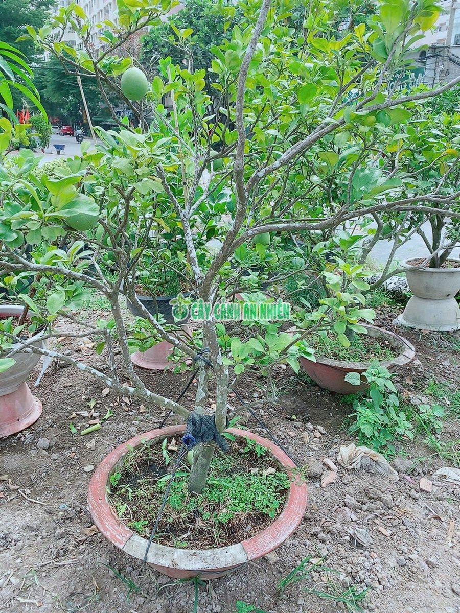 Cây Bưởi Da Xanh Cao 1m7