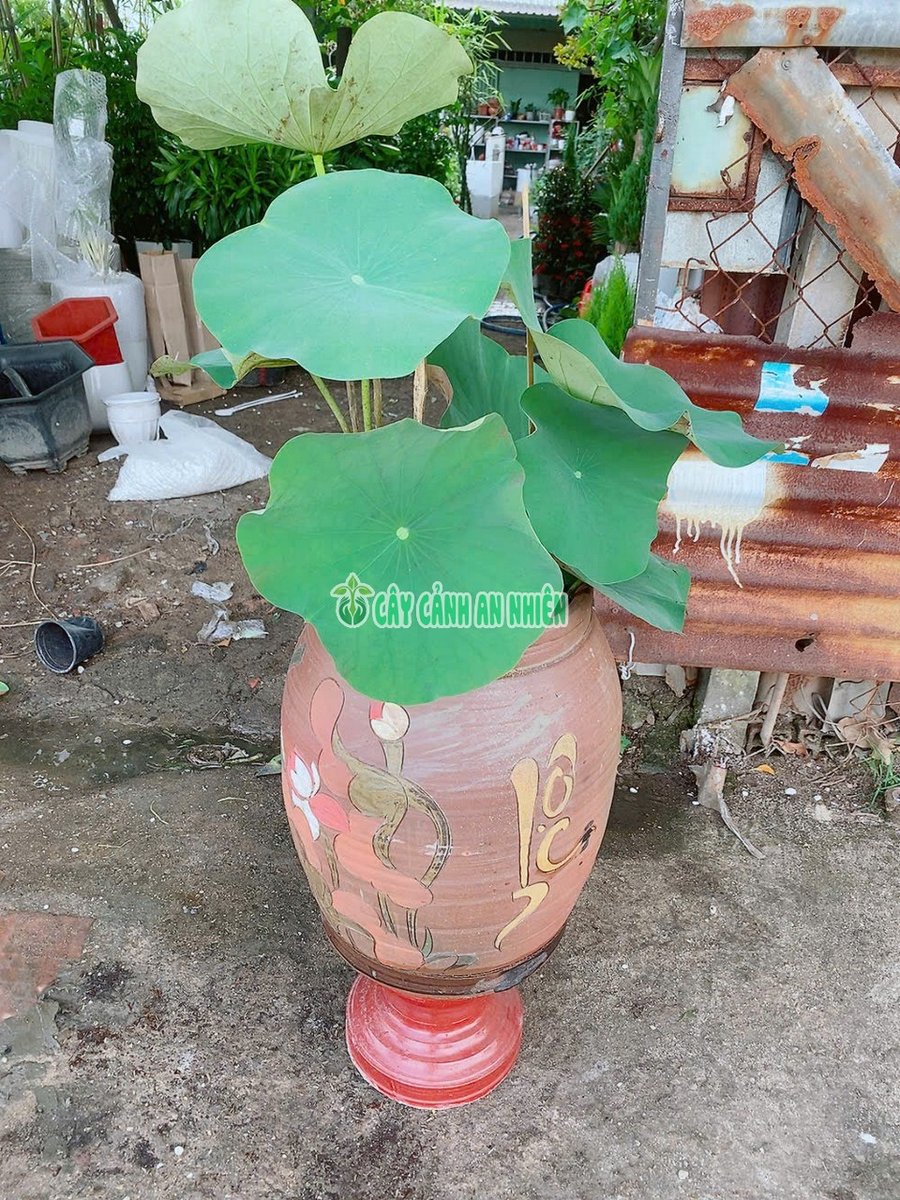 Hoa Sen Kèm Chậu Gốm Cao 70cm