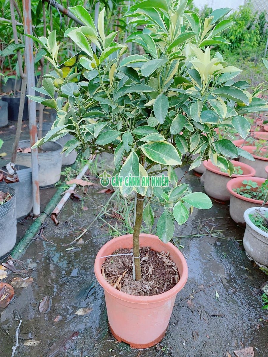 Tắc Cẩm Thạch 70cm