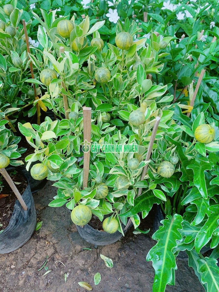 Cây Tắc Cẩm Thạch 50-60cm