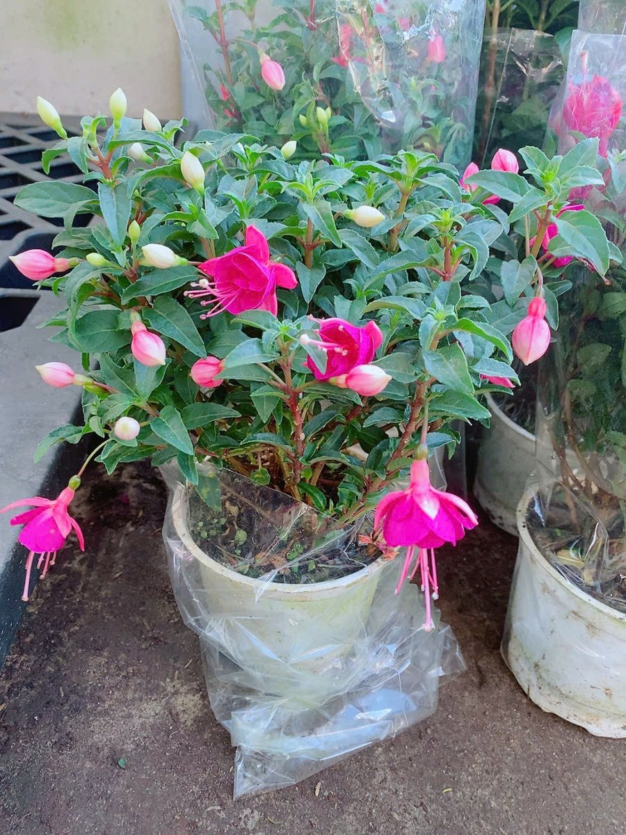 Cây Lồng Đèn Búp Bê
