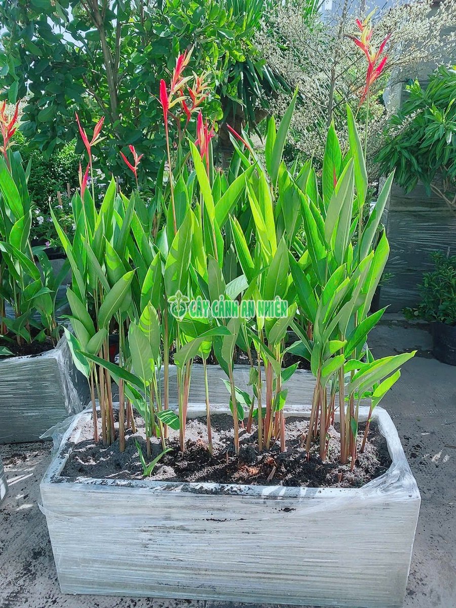 Chuối Mỏ Két Kèm Chậu Xi Măng Đá Mài (chậu dài 60c30r30)