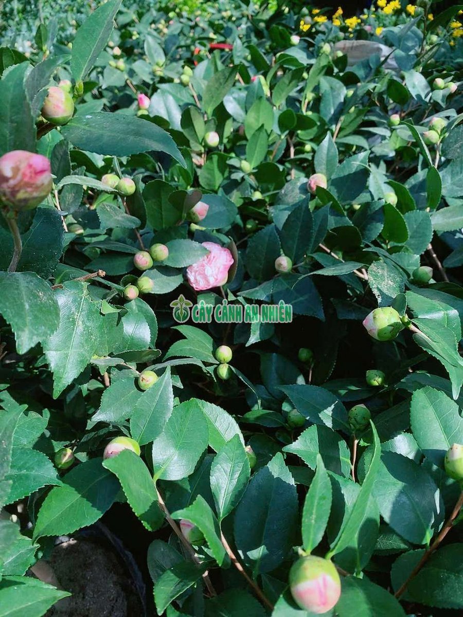 Trà My Hồng