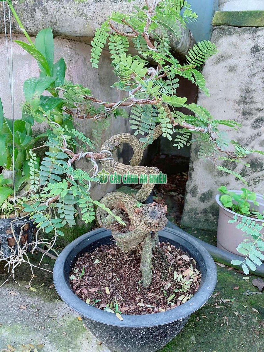 Me Bonsai Cao 60-80cm