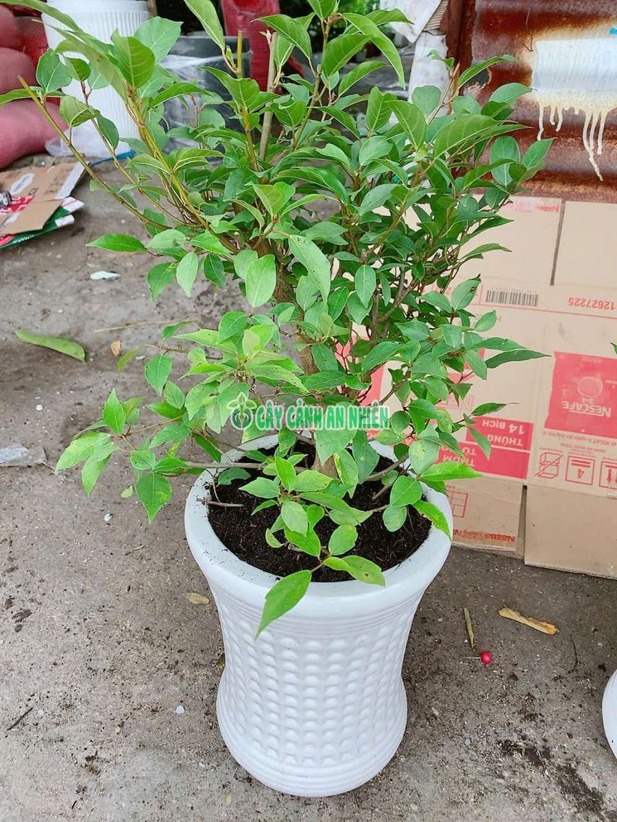 Chậu Cây Sung Nếp 60-70cm