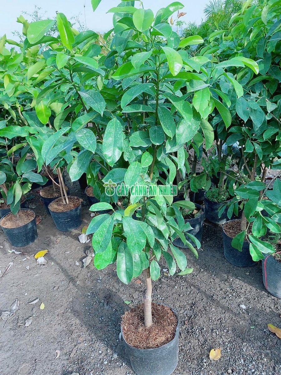 Cây Mãng Cầu Xiêm Trái To
