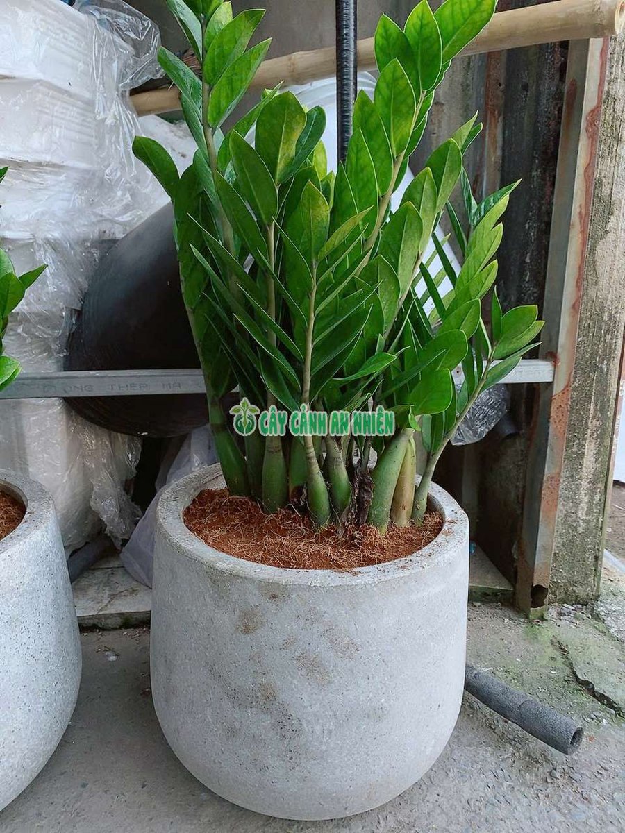 Chậu Kim Tiền 70-80cm(đá mài)