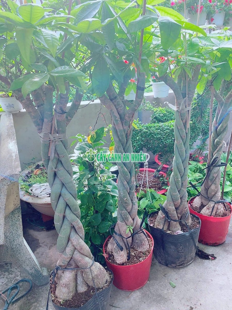 Kim Ngân Thắt Bính 5 Thân Cao 1m2