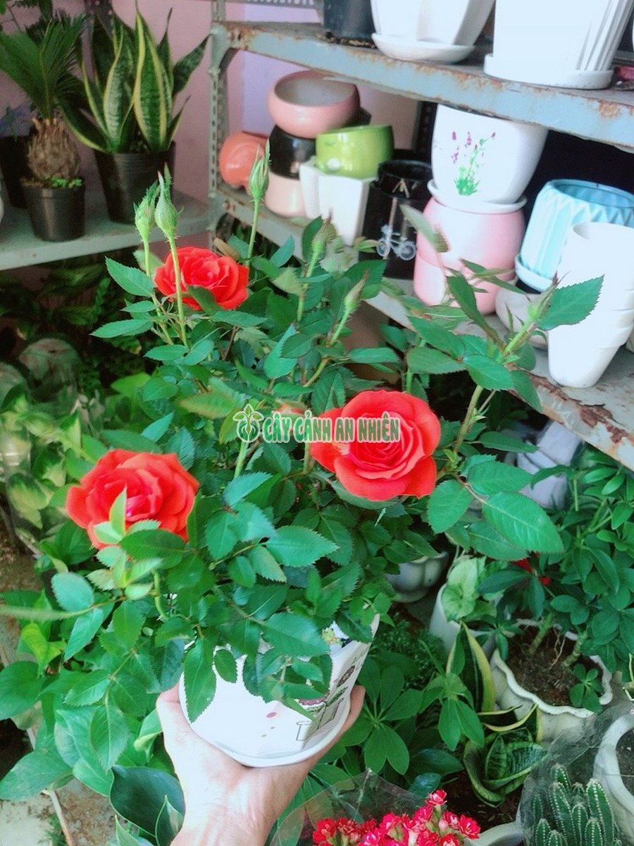 Hoa Hồng Tezza Siêu Bông 40cm