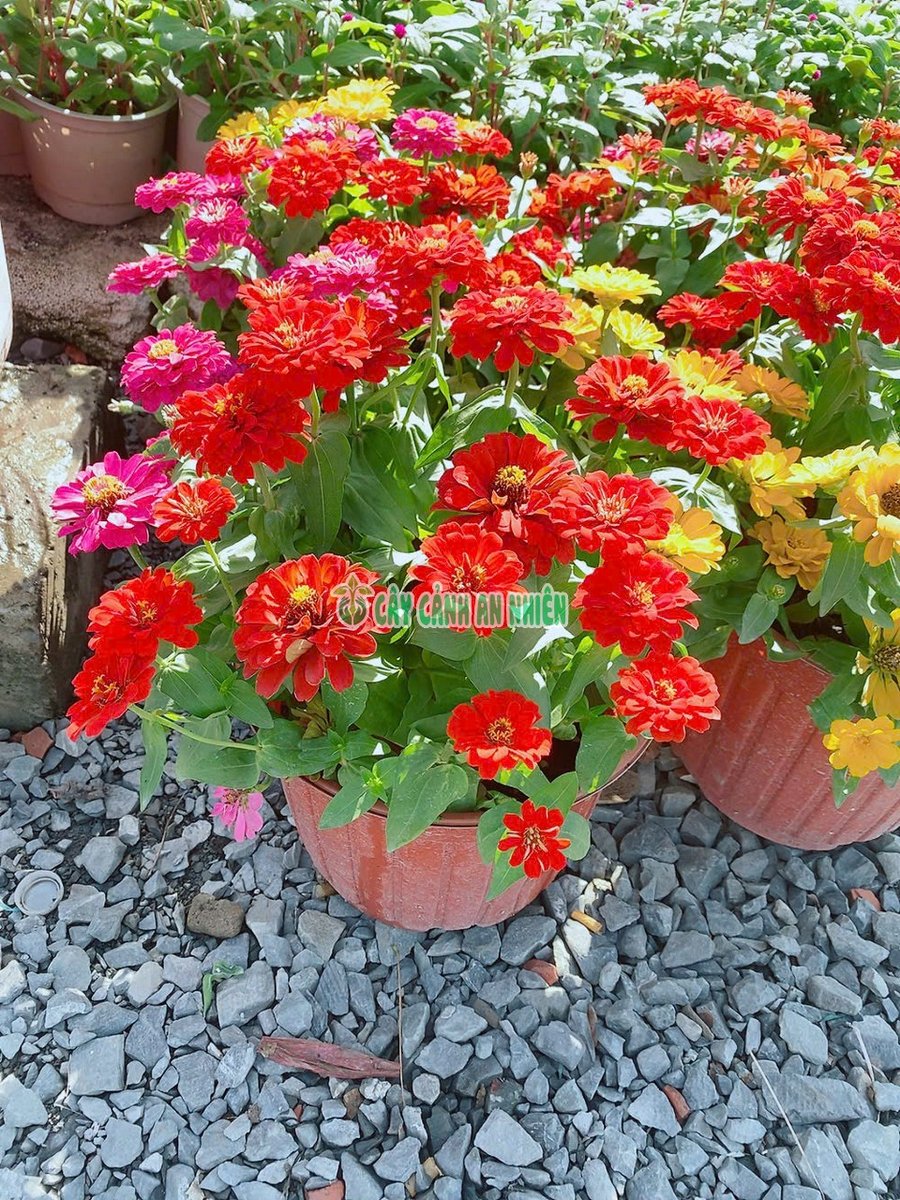 Cúc Lá Nhám Lớn