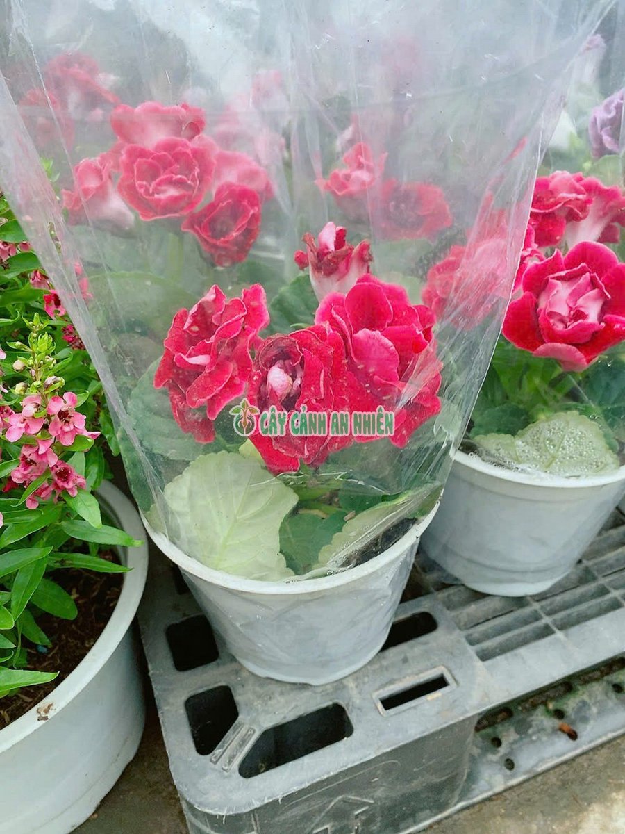 Hoa Tình Yêu