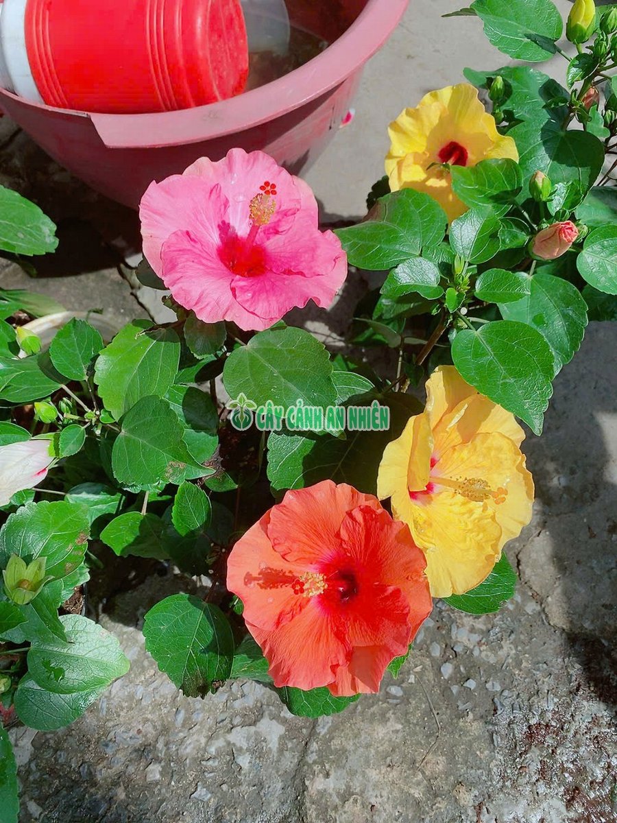 Hoa Dâm Bụt Lùn