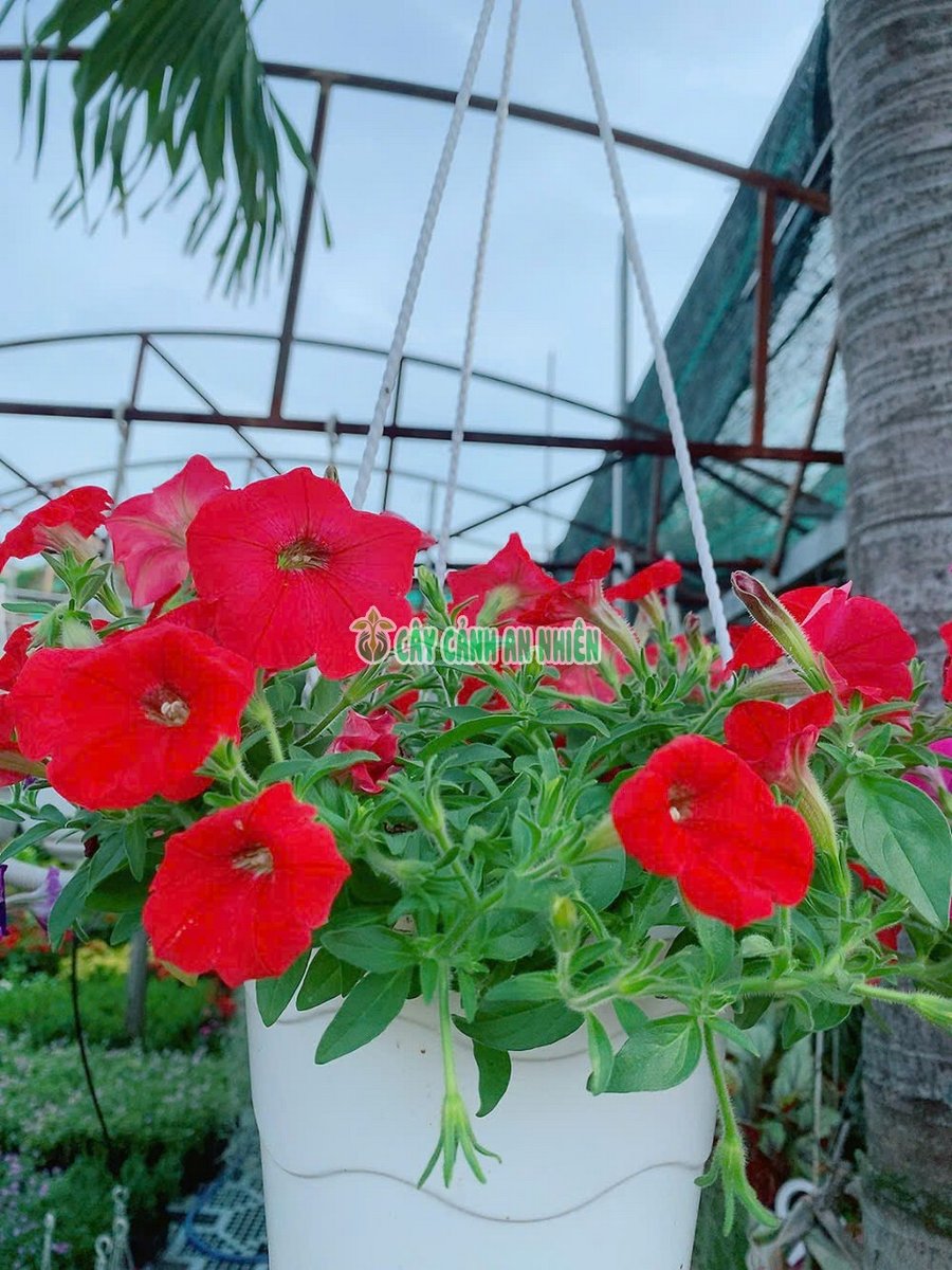 Chậu Hoa Dạ Yến Thảo