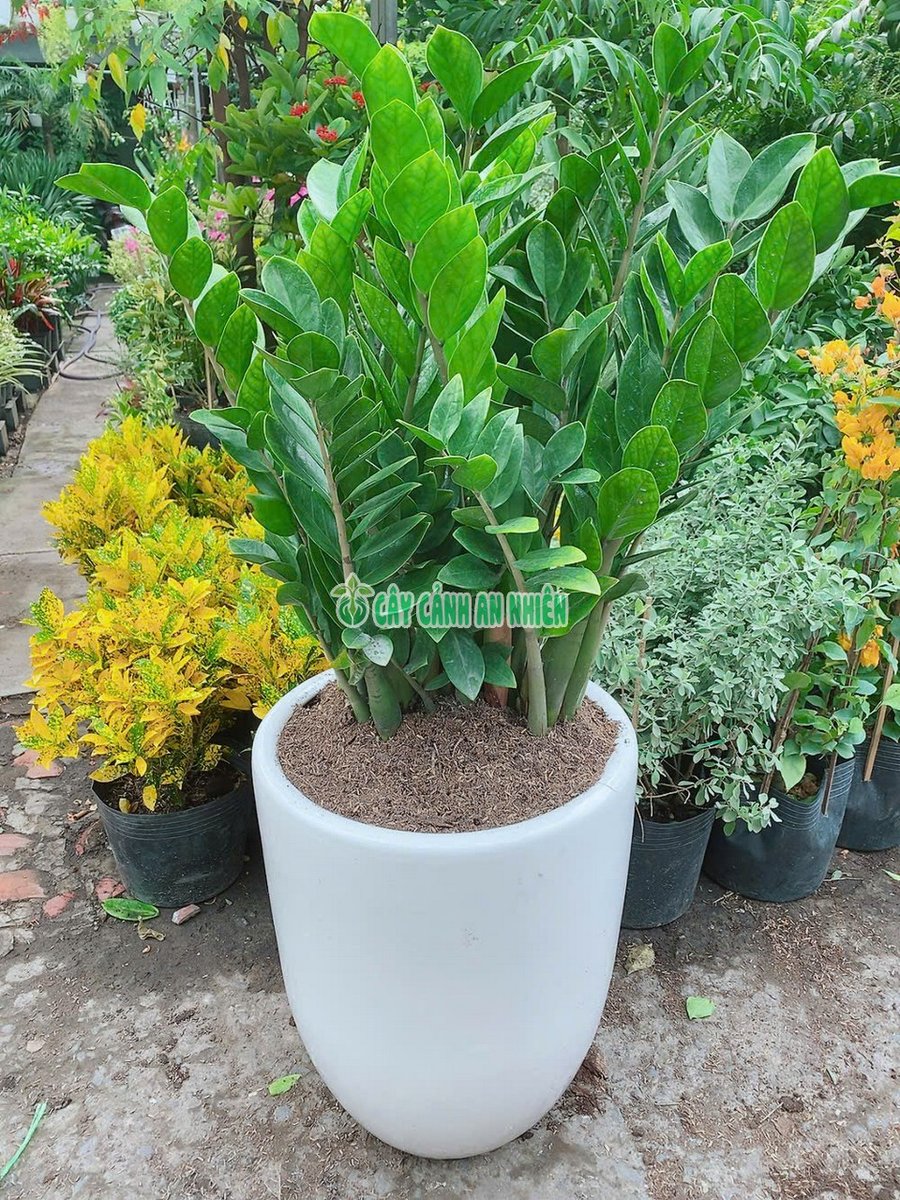 Kim Tiền Kèm Chậu Sứ Cao 1m1-1m2