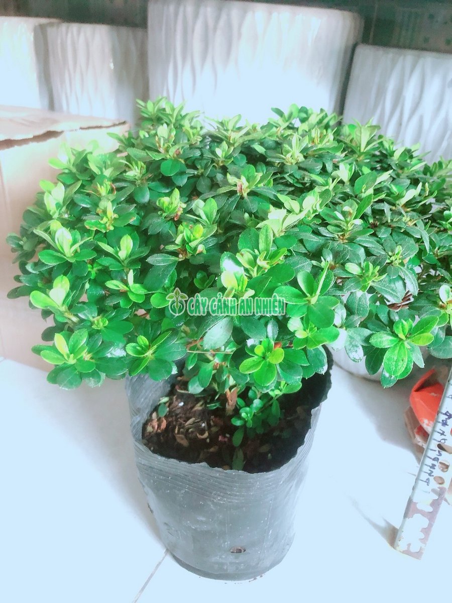 Cây Hoa Đỗ Quyên 40cm