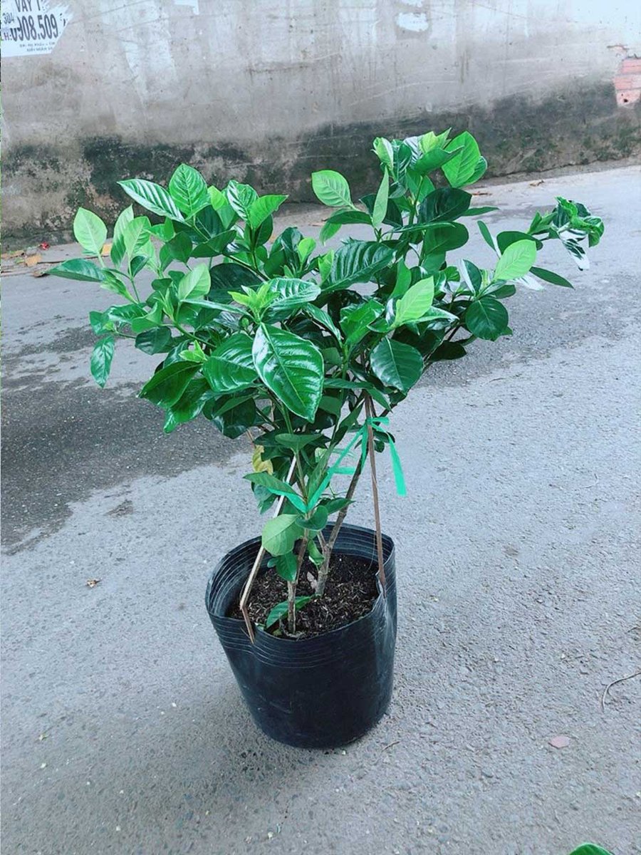Cây Dành Dành Mẫu 001