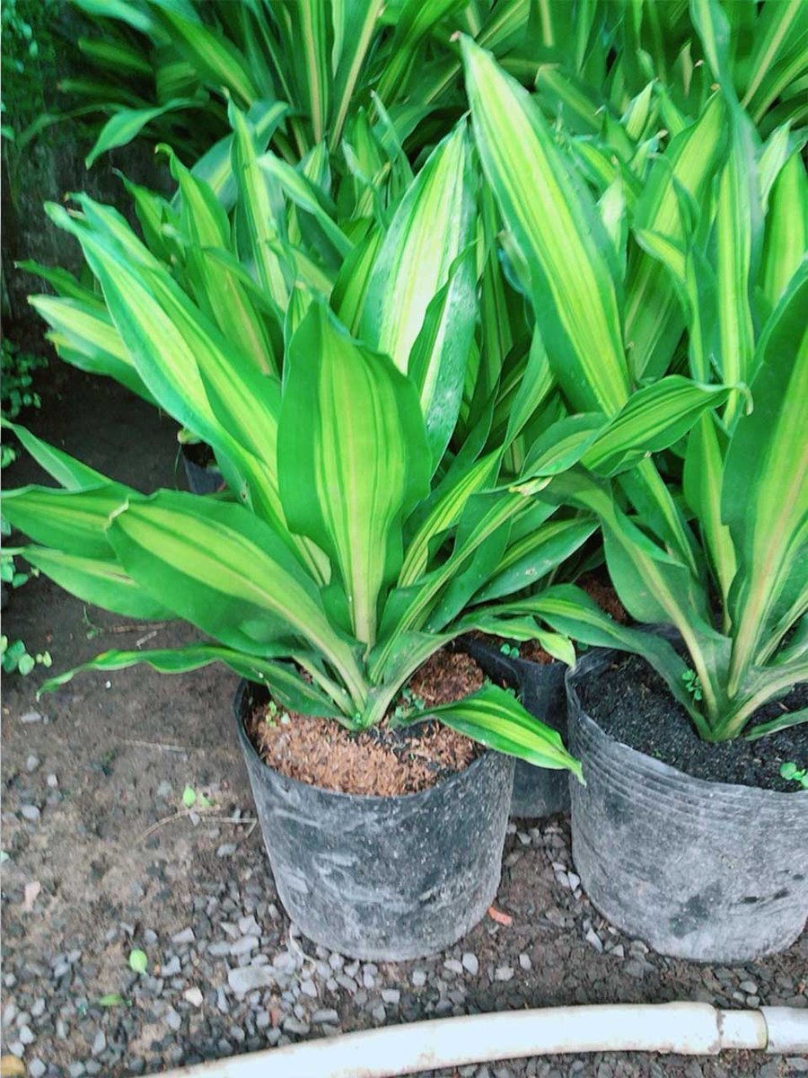 Cây Phát Tài Lá Sọc Mẫu 001