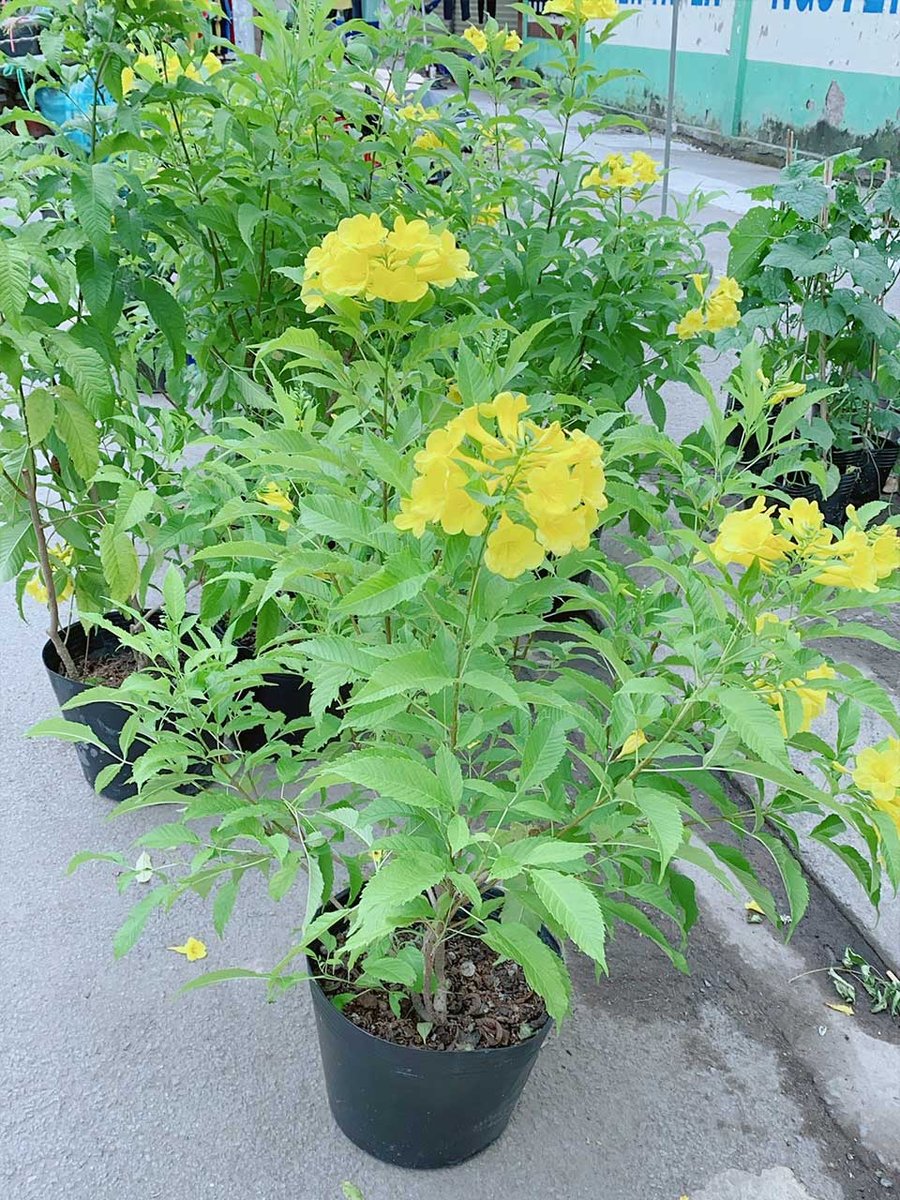 Cây Chuông Vàng Mẫu 001