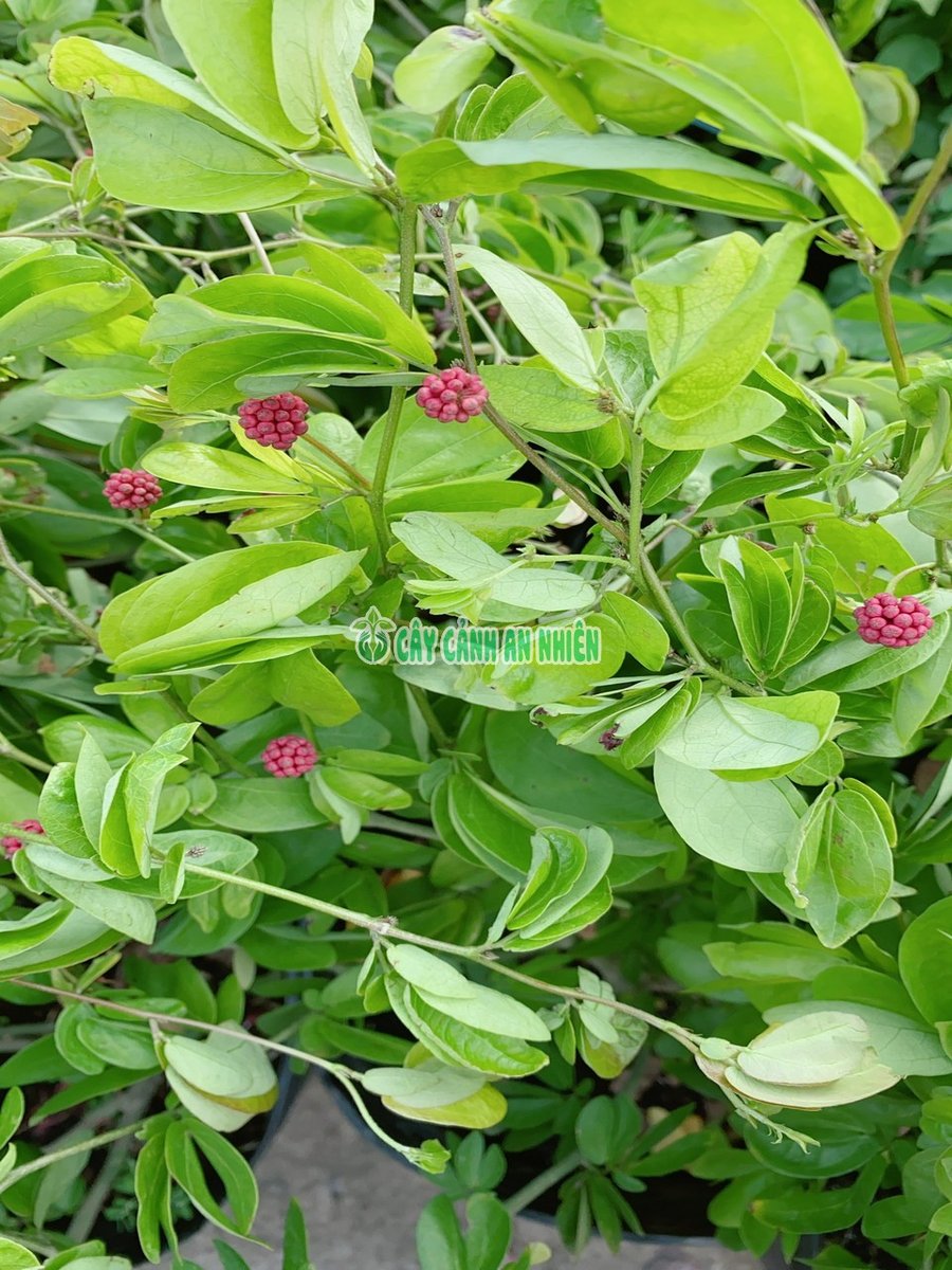 Cây Diệp Lào