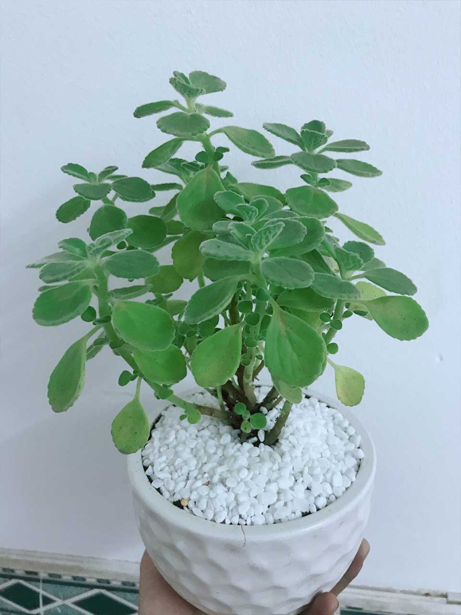 Sen Thơm Nhất Mạt Hương Mẫu 001