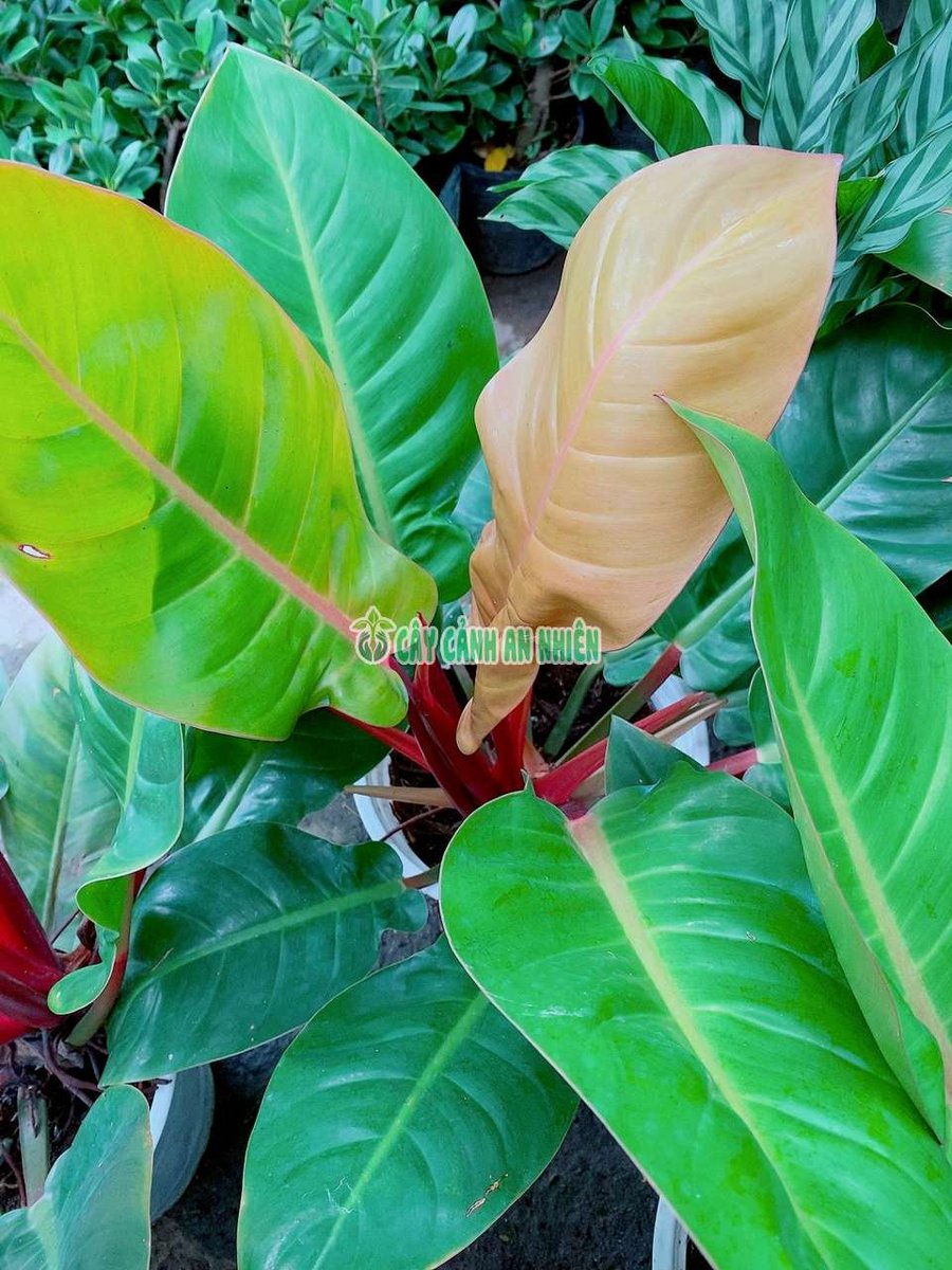Trầu Bà Đế Vương Cam