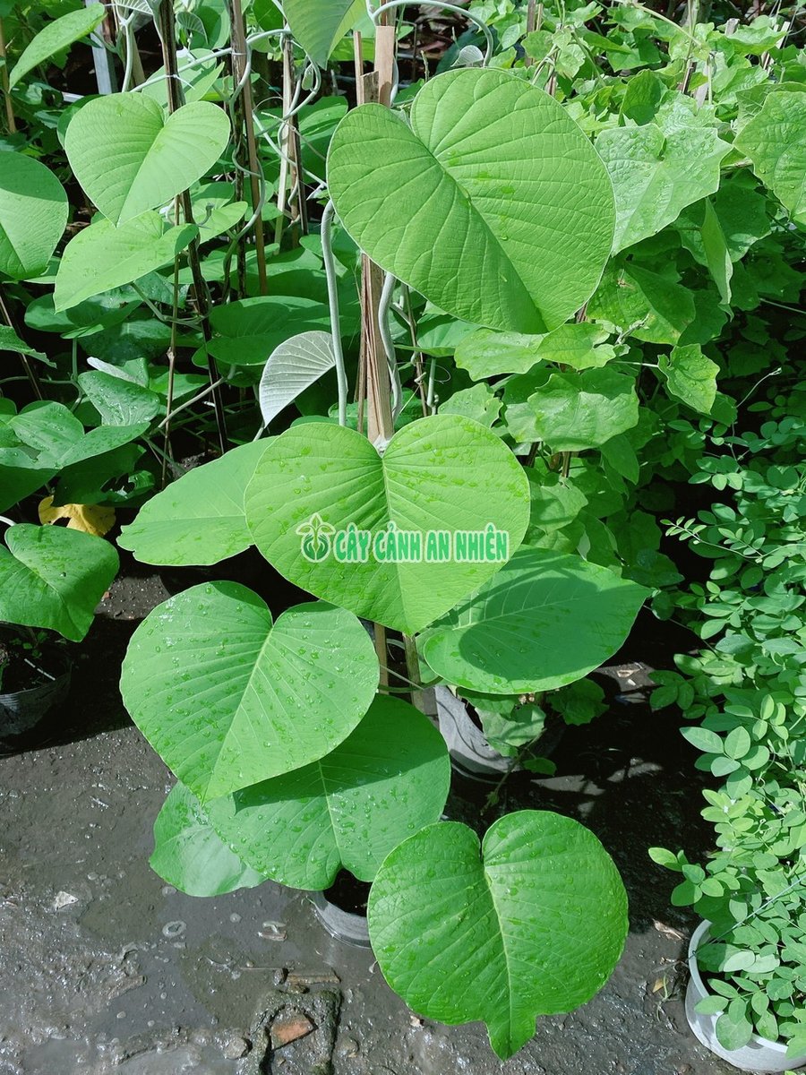 Cây Hoa Cát Đằng