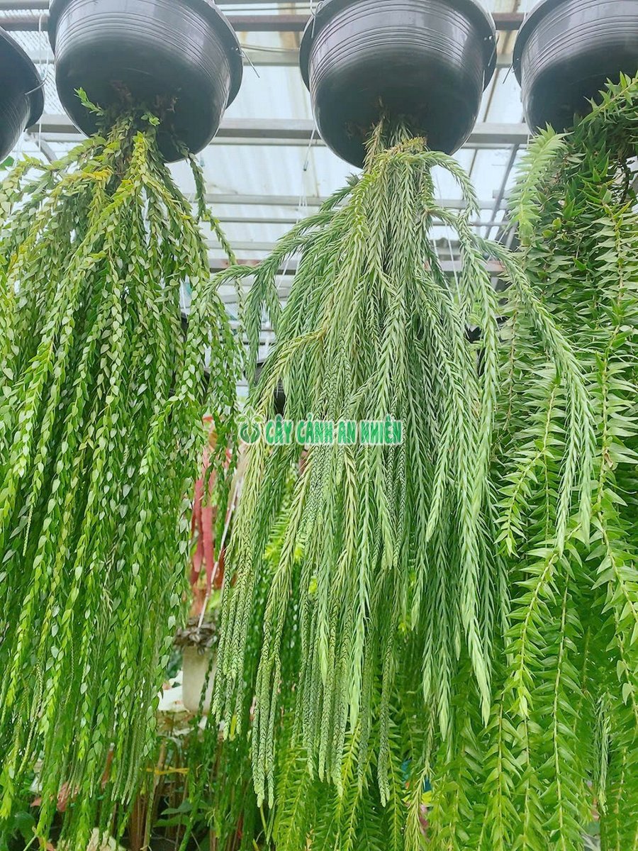 Cây Râu Rồng Dài 60-80cm