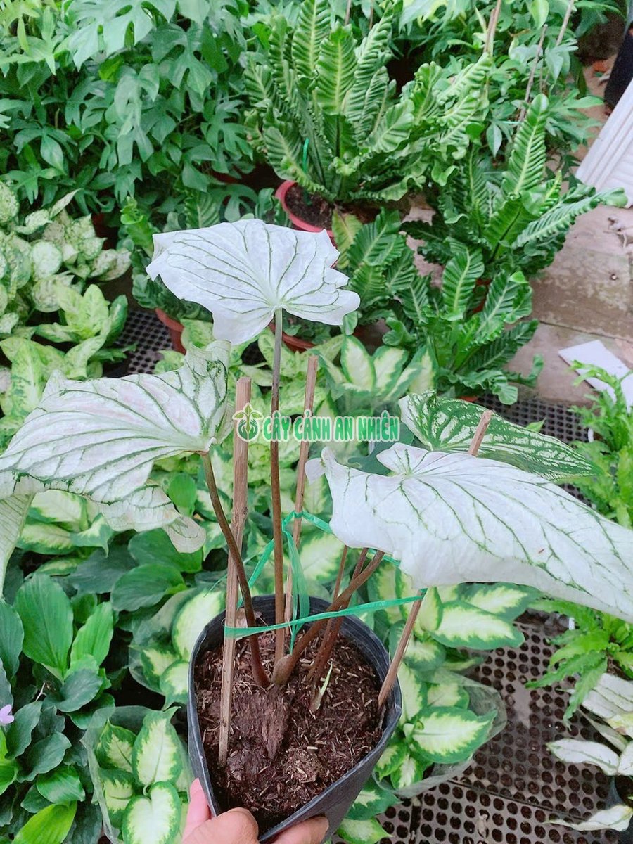 Cây Môn Trắng Kiểng