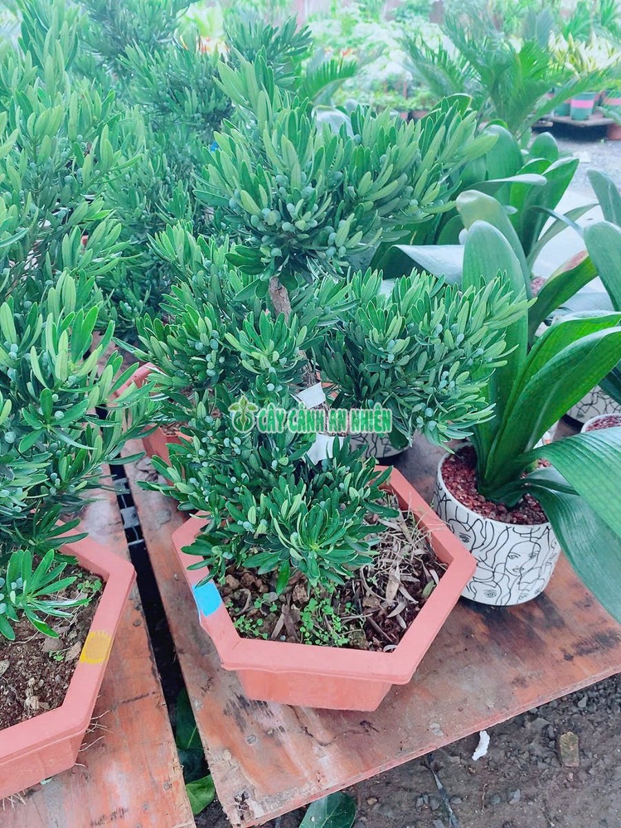 Chậu Tùng Kim Cương Cao 50cm