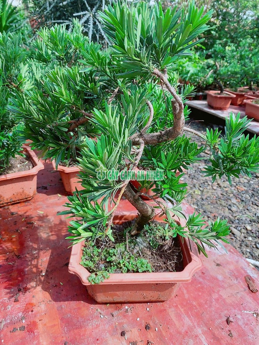 Cây Vạn Niên Tùng Bonsai 40cm