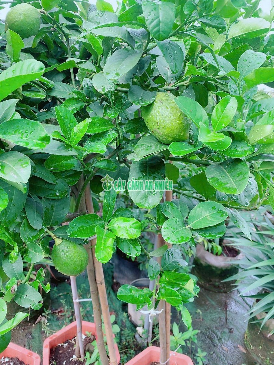 Cây Chanh Mỹ Cẩm Thạch 1 Cốt Cao 1m6-1m8