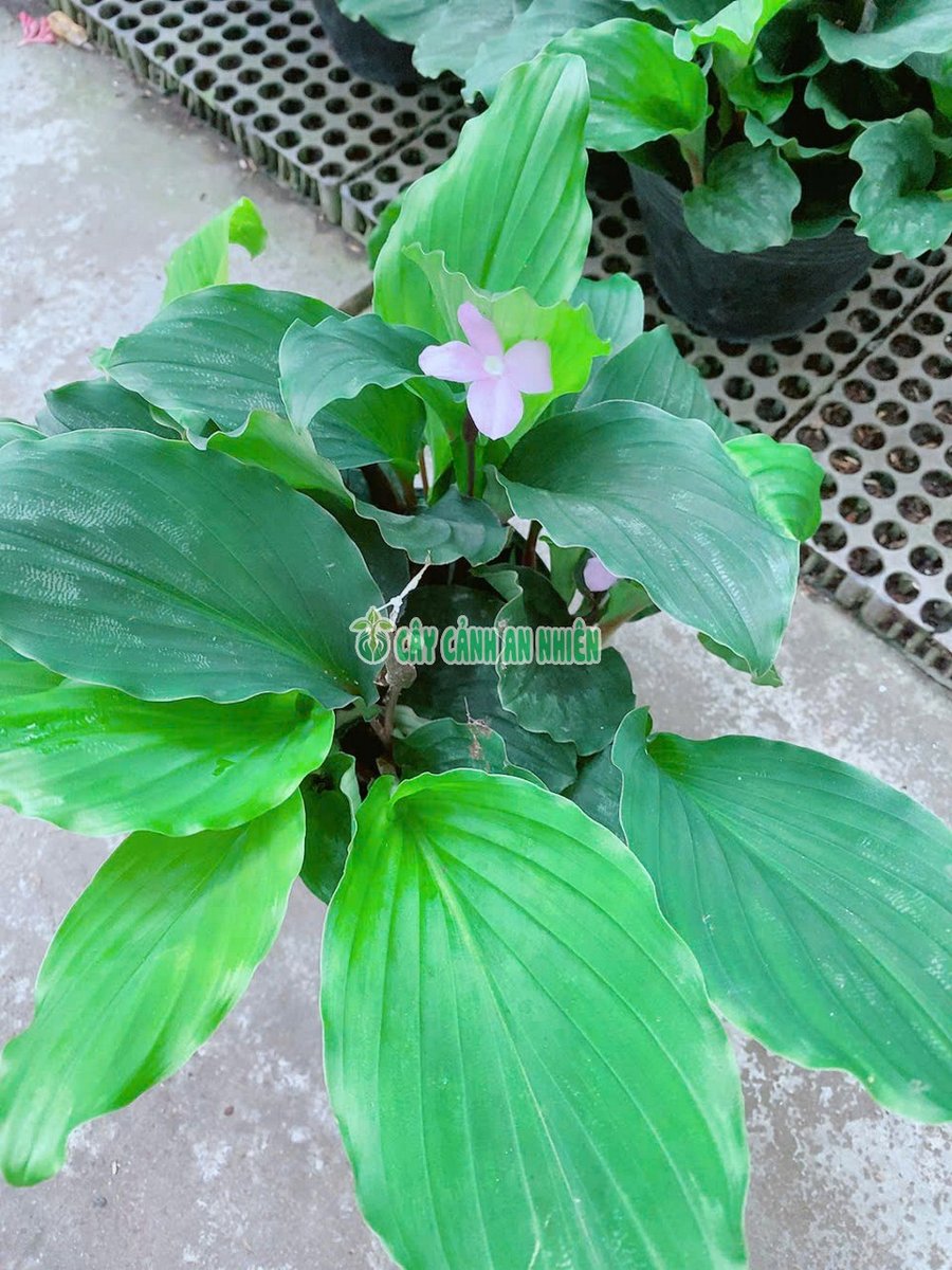 Cây Địa Liền Cao 35cm